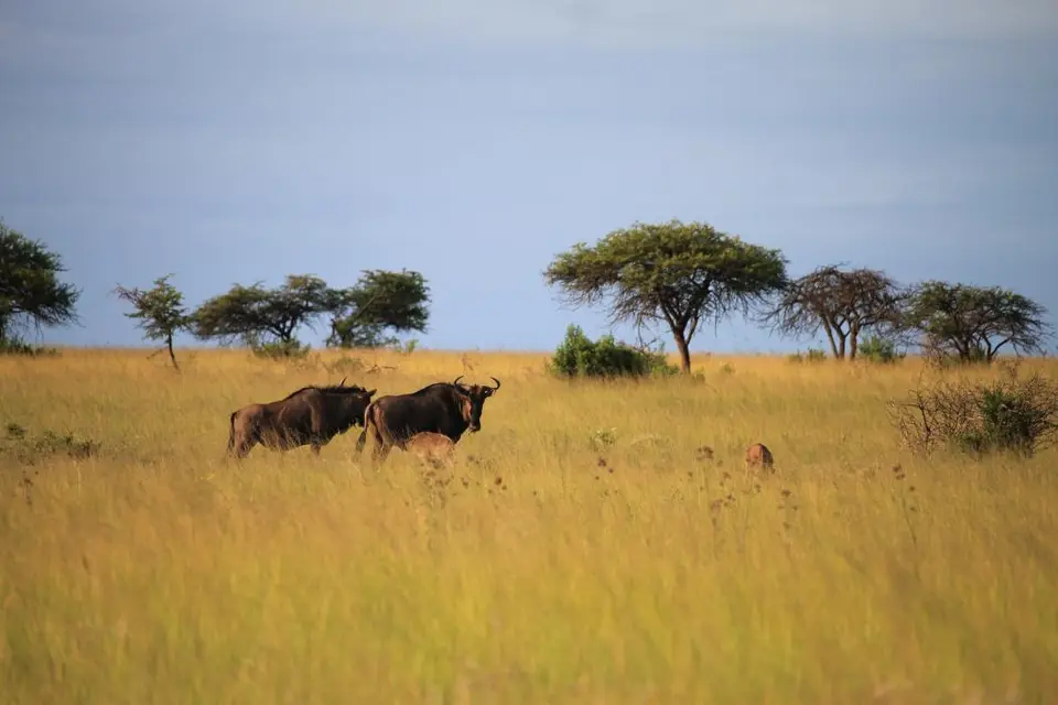 KZN26_(143).jpg