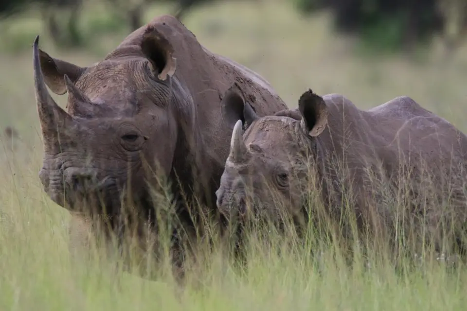 KZN26_(146).jpg