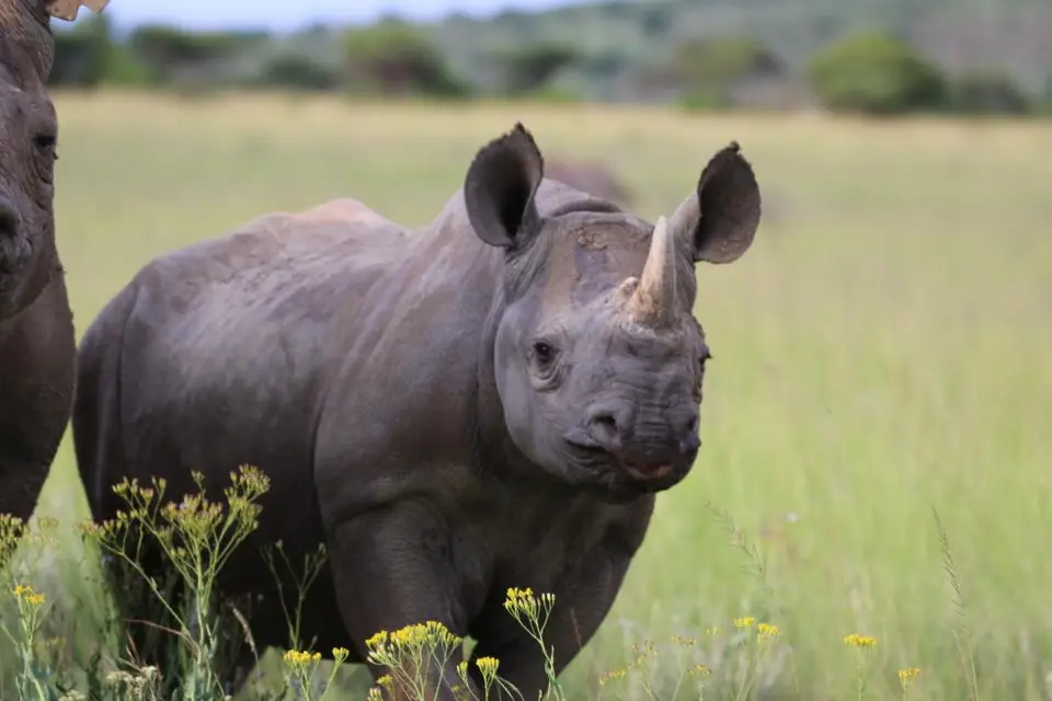 KZN26_(148).jpg
