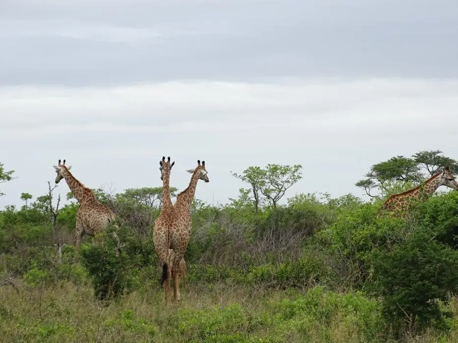 KZN26_(15).jpg