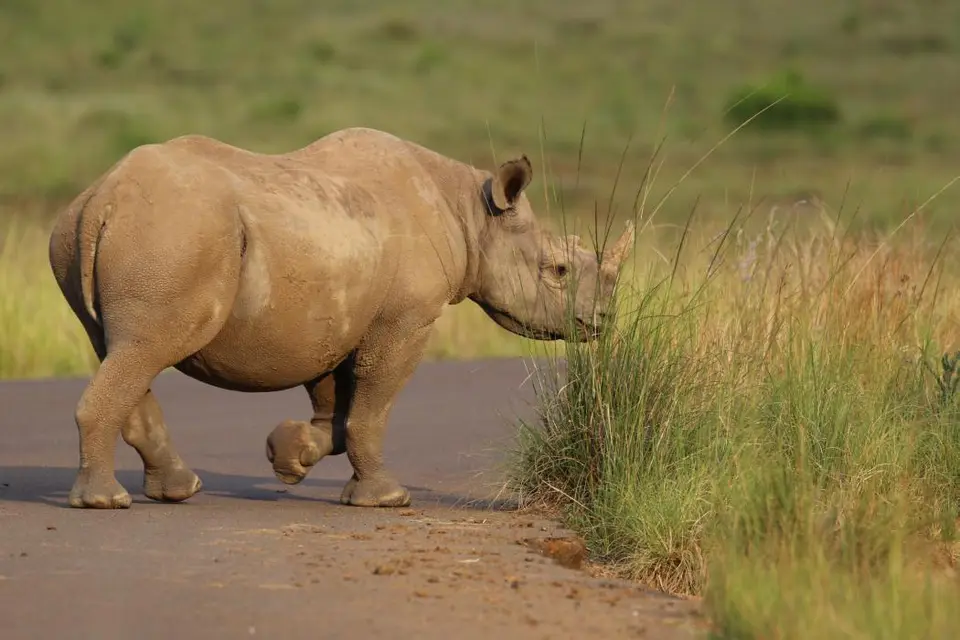 KZN26_(151).jpg