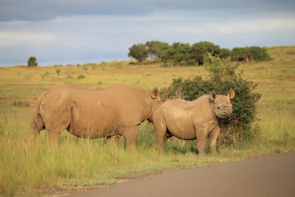 KZN26_(152).jpg