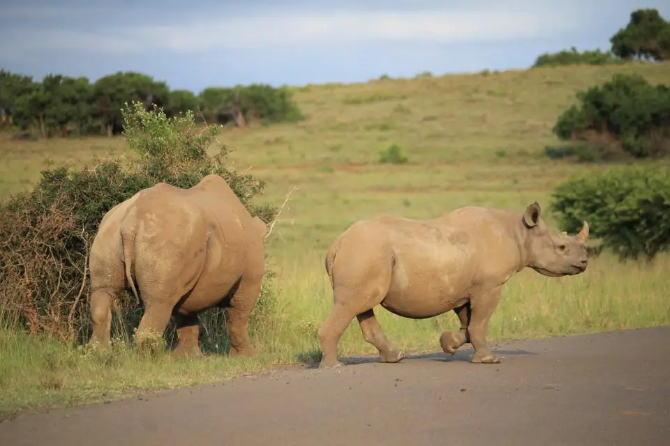 KZN26_(153).jpg