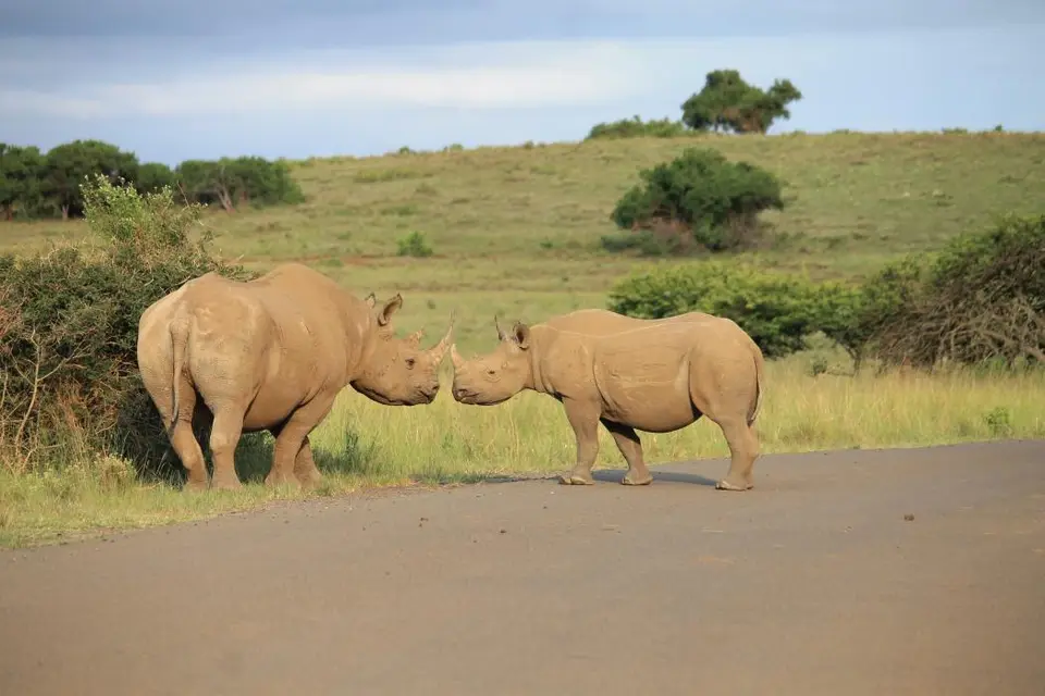 KZN26_(154).jpg