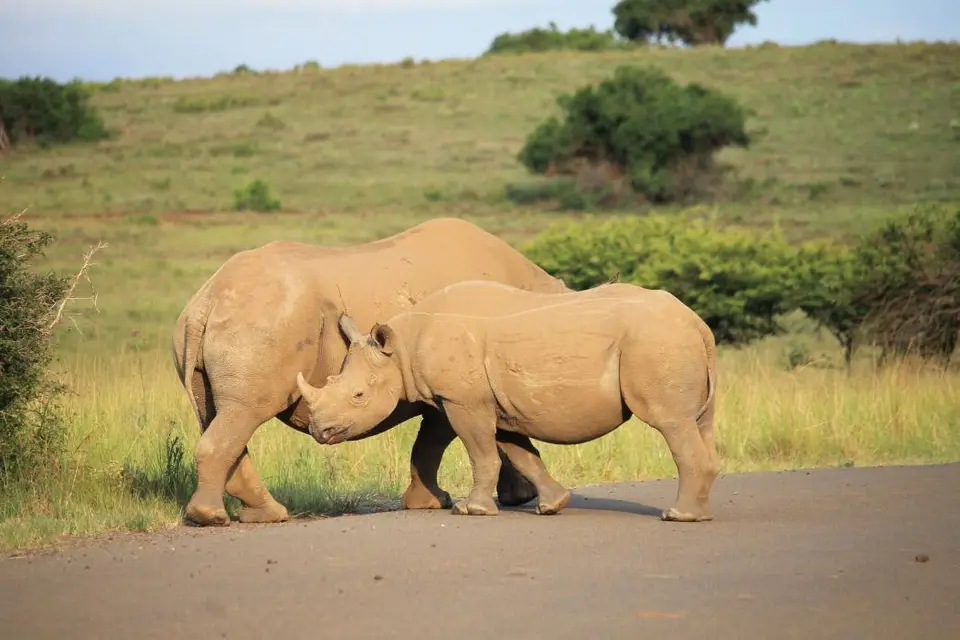KZN26_(155).jpg
