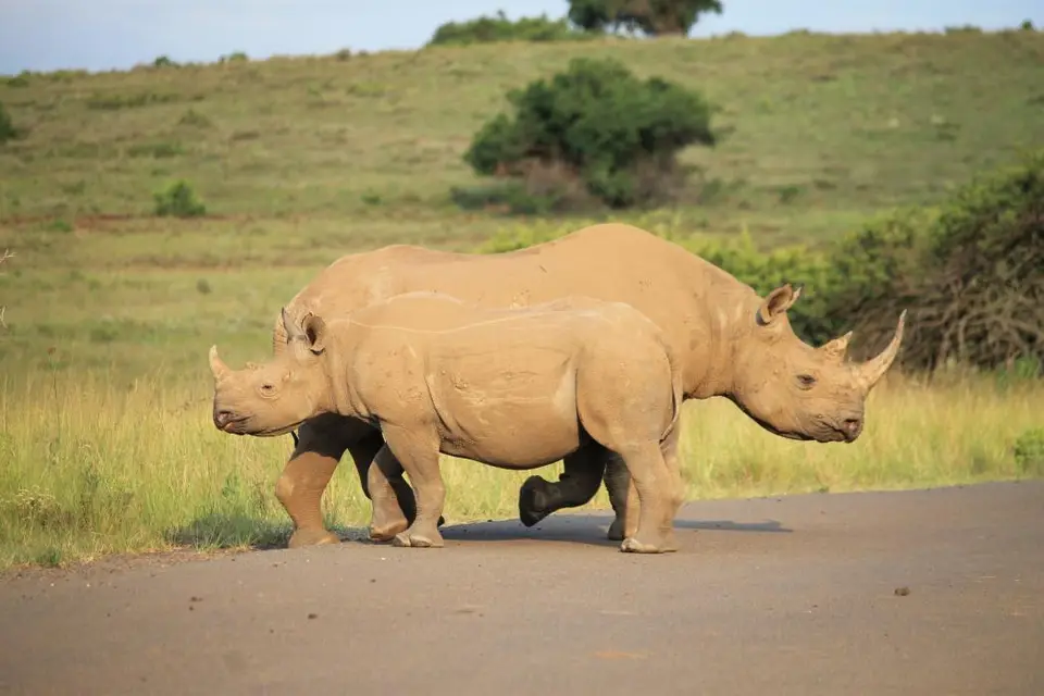 KZN26_(156).jpg