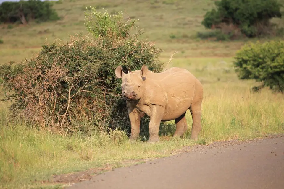 KZN26_(159).jpg
