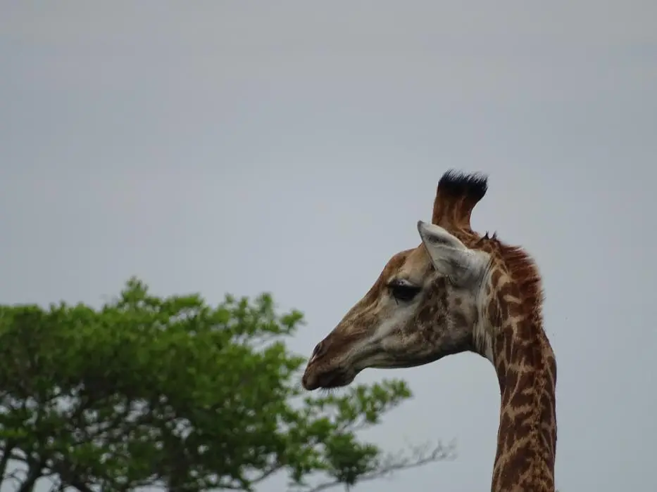 KZN26_(16).jpg