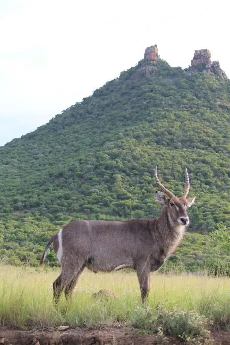 KZN26_(161).jpg