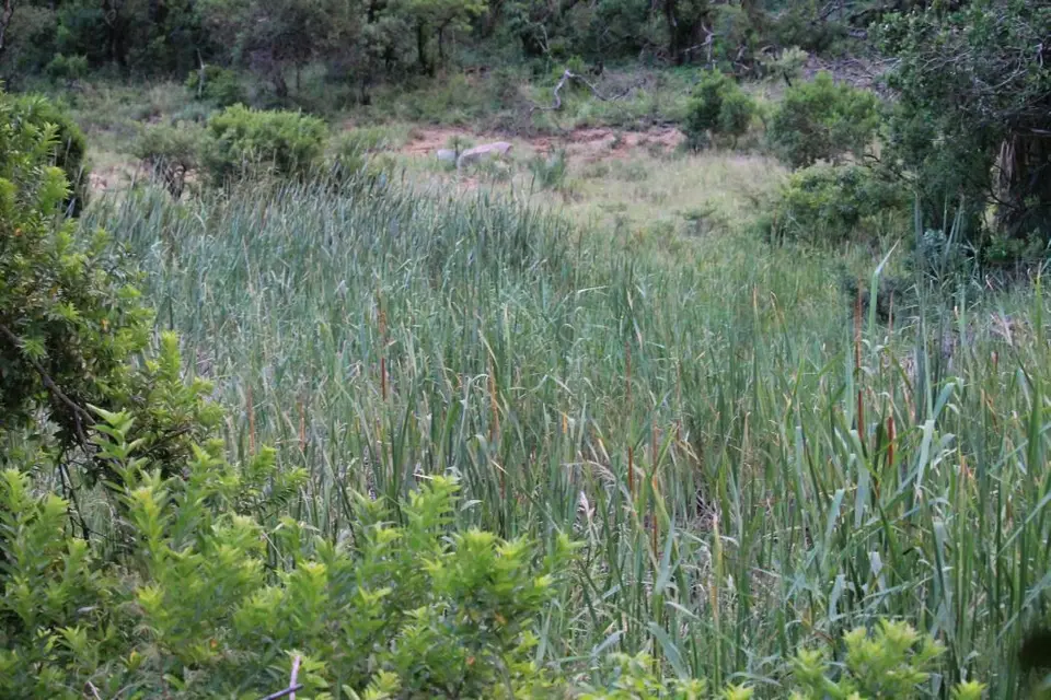 KZN26_(166).jpg