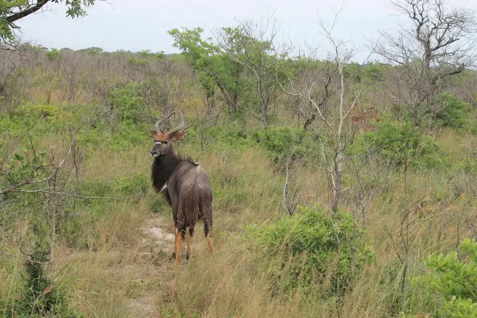 KZN26_(19).jpg