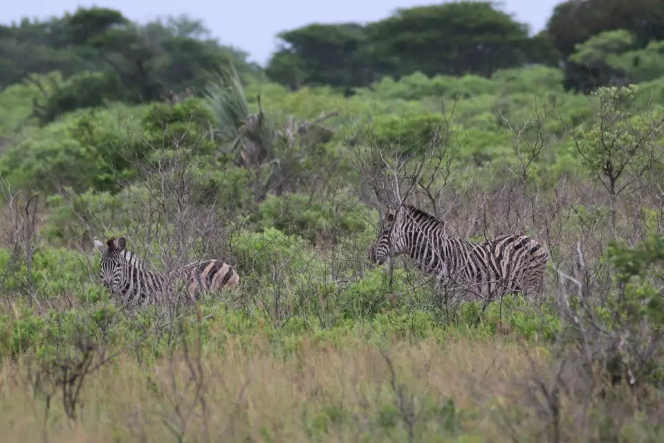 KZN26_(20).jpg