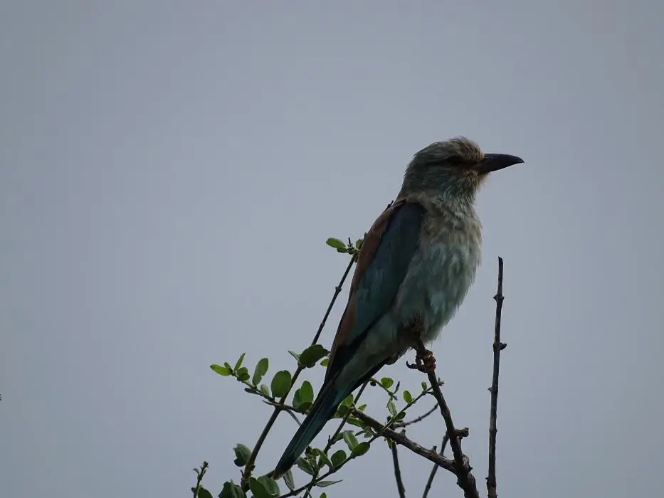 KZN26_(21).jpg