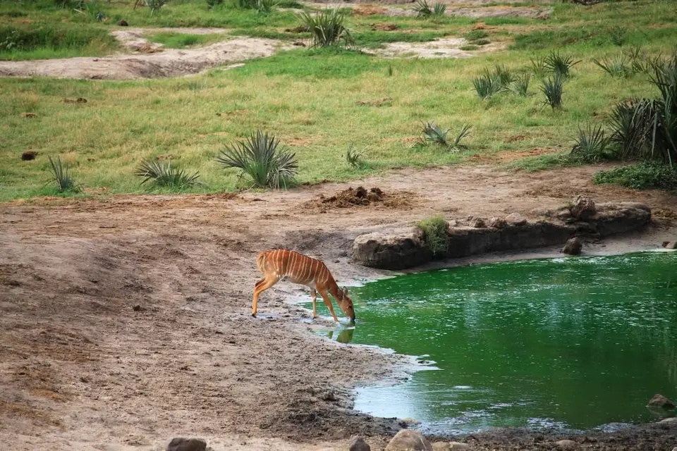 KZN26_(25).jpg