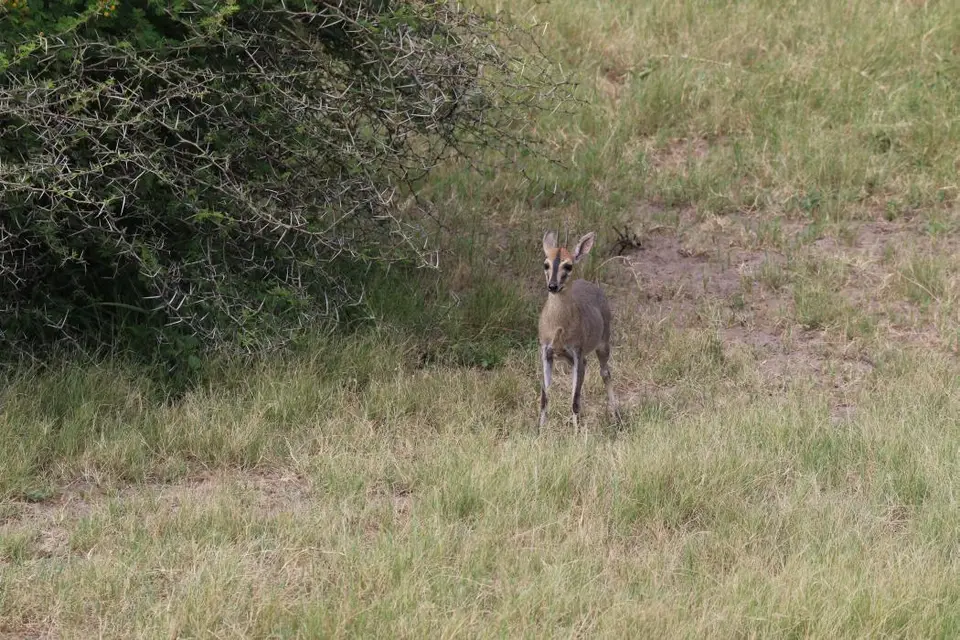 KZN26_(37).jpg