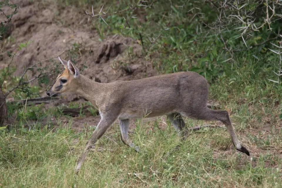 KZN26_(38).jpg
