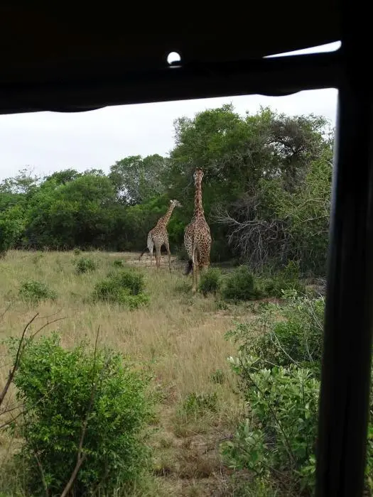 KZN26_(4).jpg