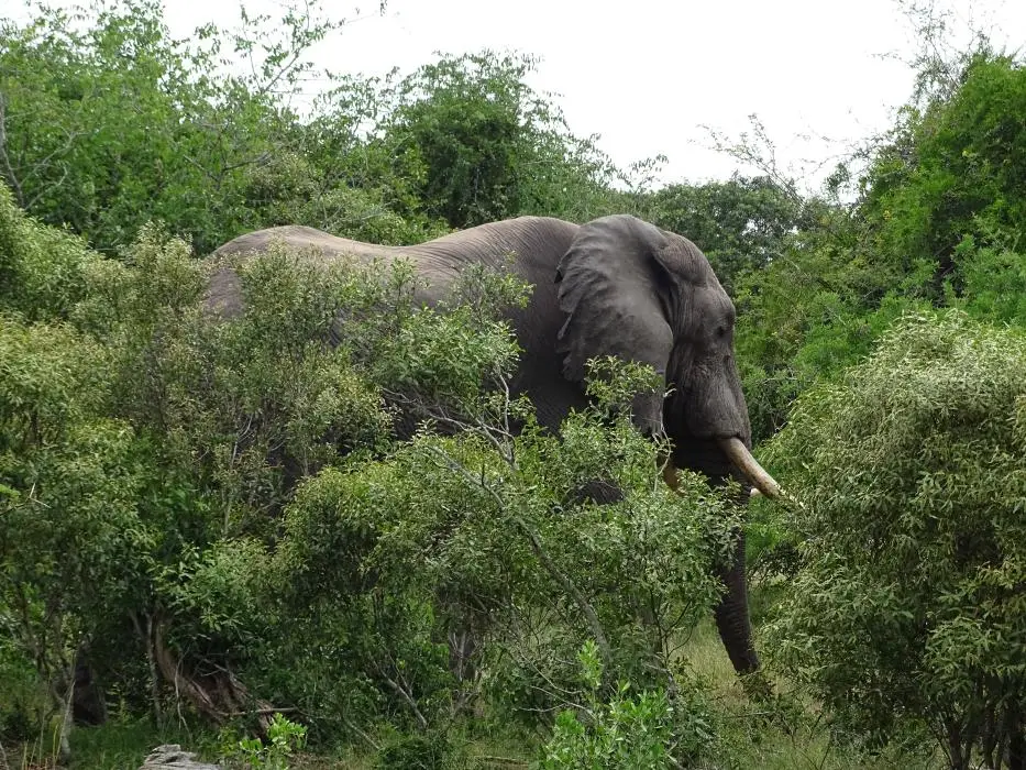 KZN26_(46).jpg