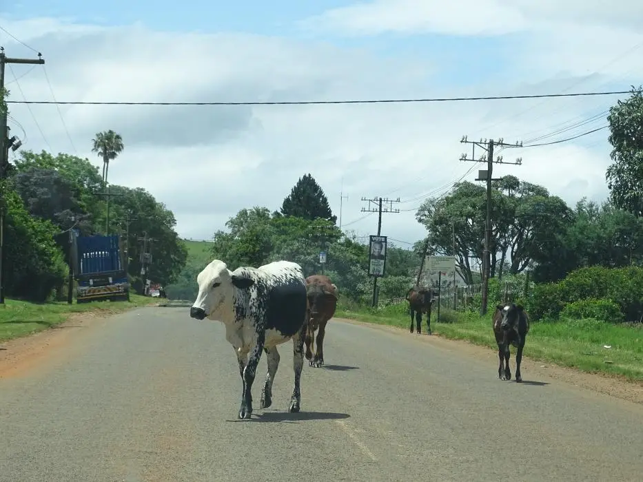 KZN26_(65).jpg