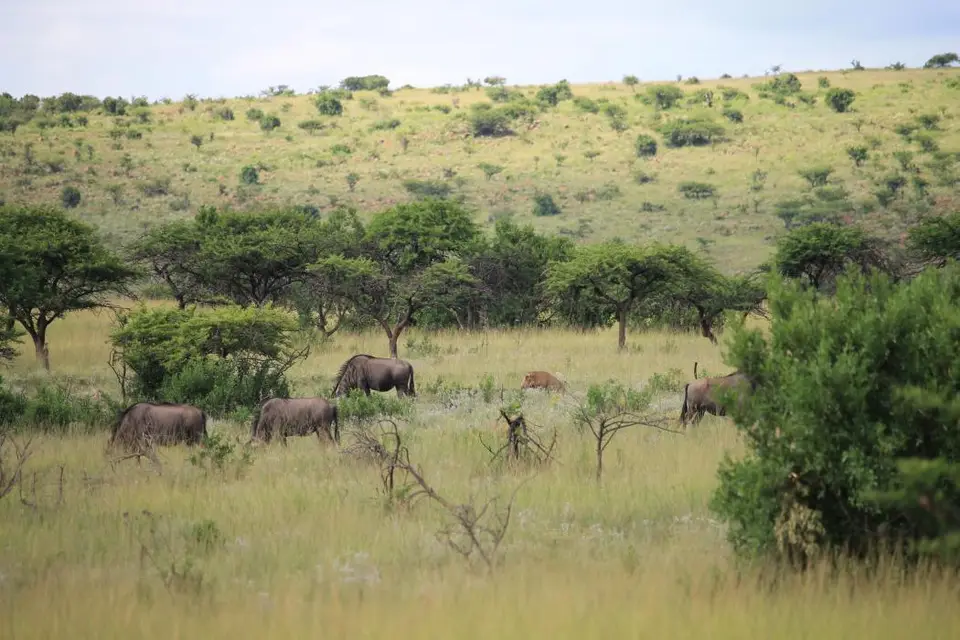KZN26_(85).jpg