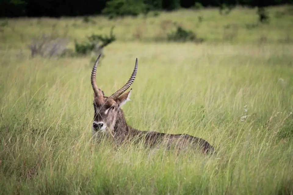 KZN26_(86).jpg