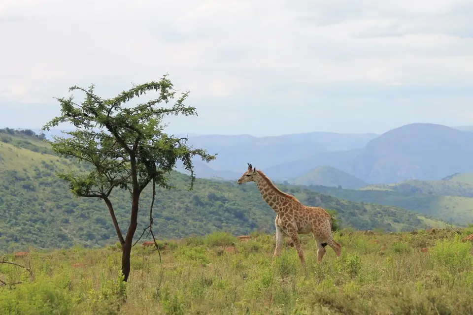 KZN26_(88).jpg