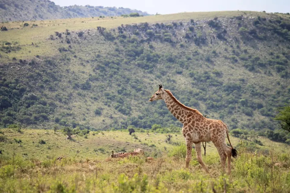 KZN26_(89).jpg