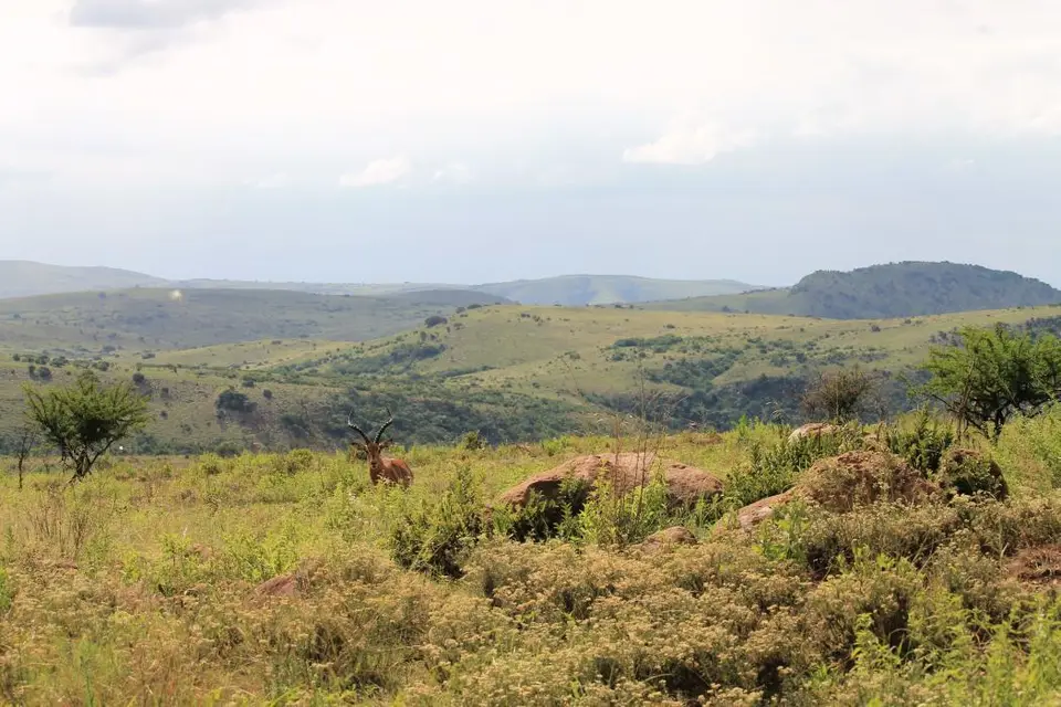 KZN26_(90).jpg