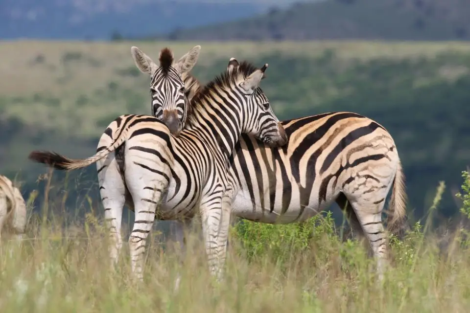 KZN26_(92).jpg