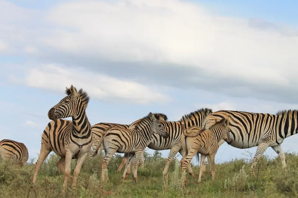 KZN26_(95).jpg