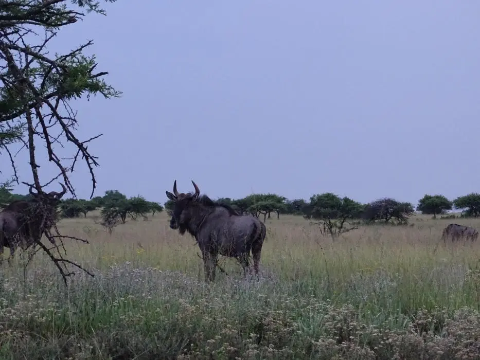 KZN27_(1).jpg