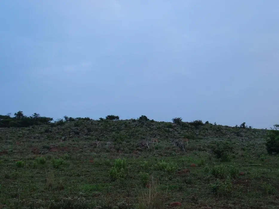 KZN27_(10).jpg