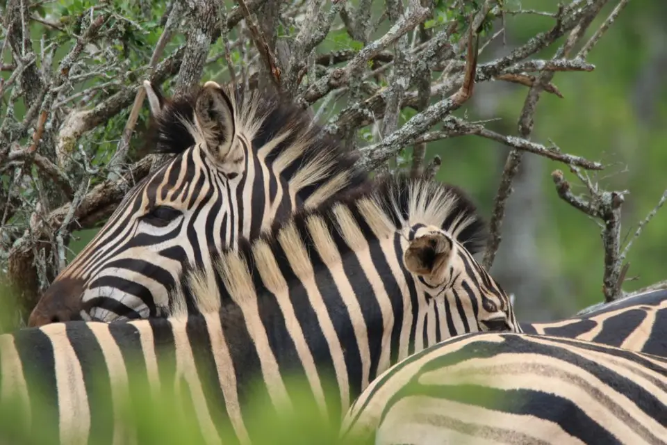 KZN27_(101)-2.jpg