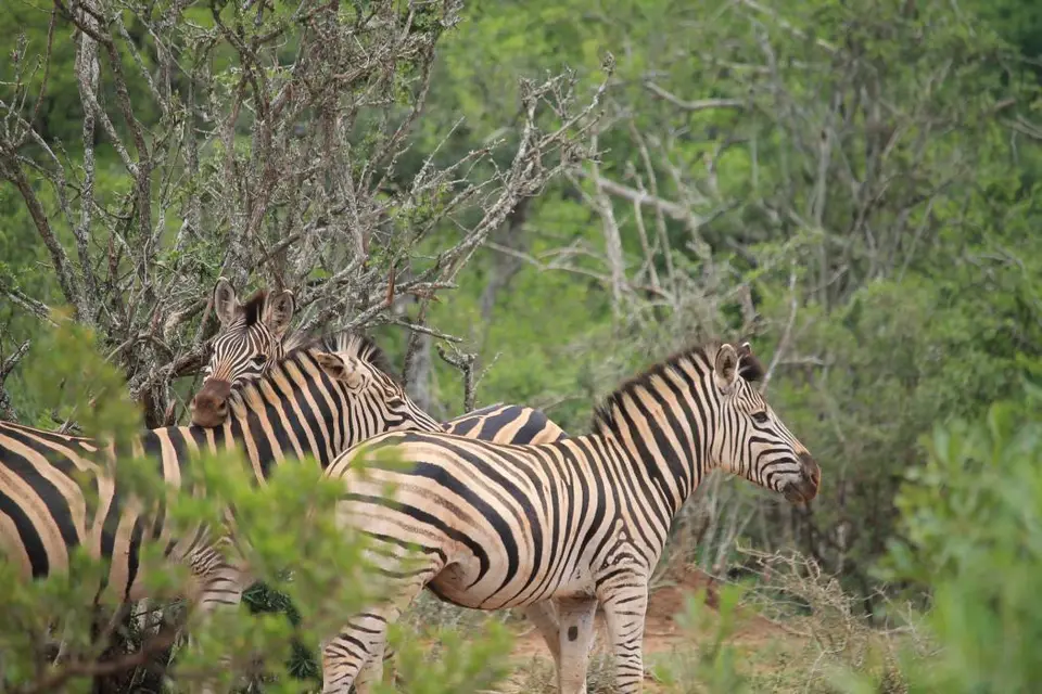 KZN27_(103).jpg