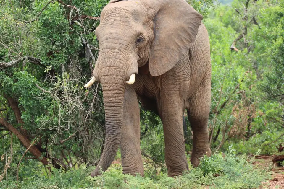 KZN27_(105).jpg