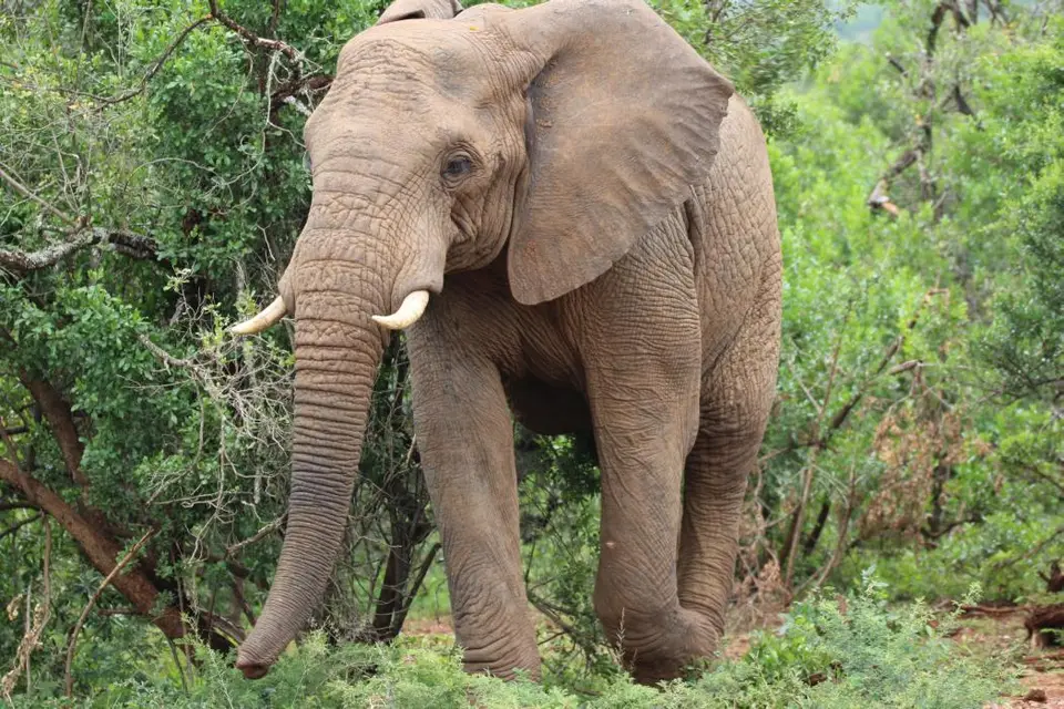KZN27_(106).jpg