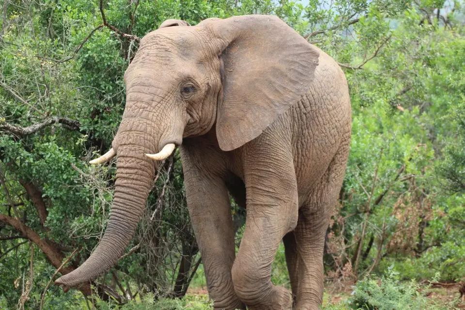 KZN27_(107).jpg