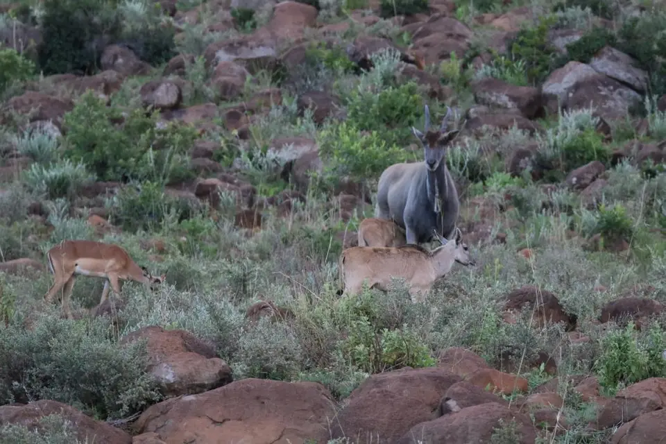 KZN27_(11).jpg