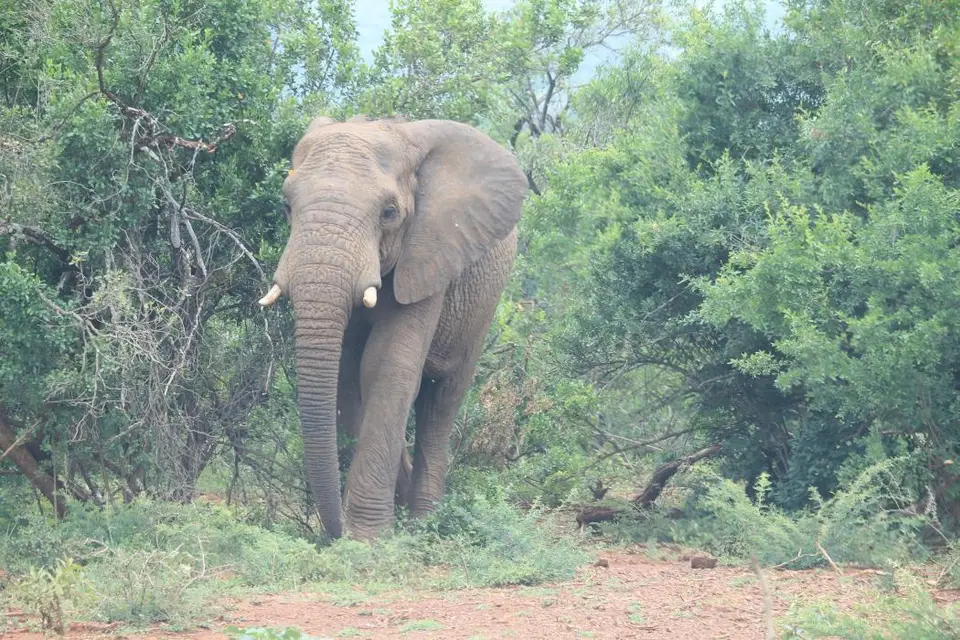 KZN27_(110).jpg