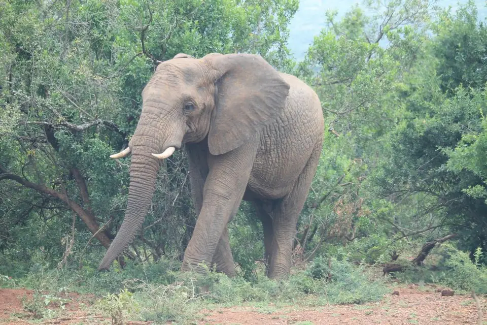 KZN27_(112).jpg