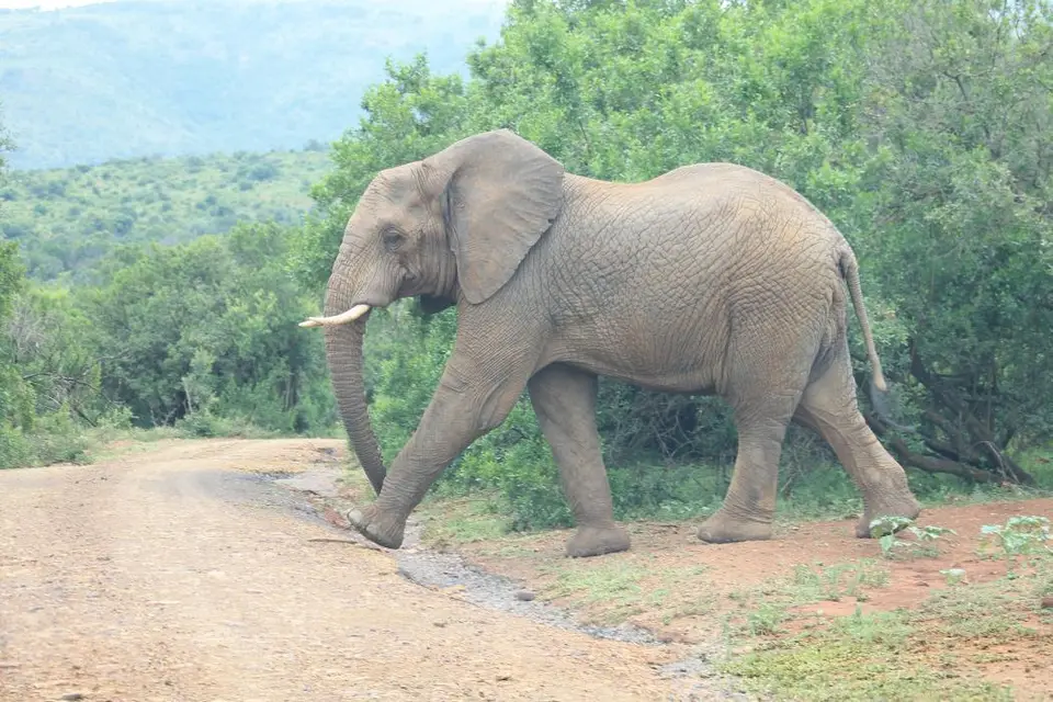 KZN27_(115).jpg