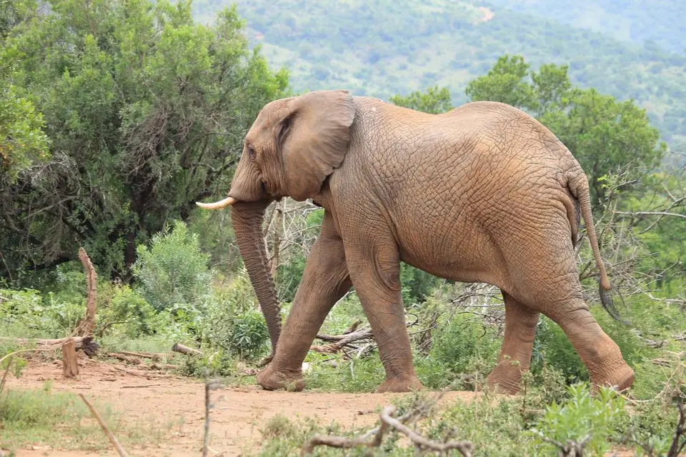 KZN27_(118).jpg