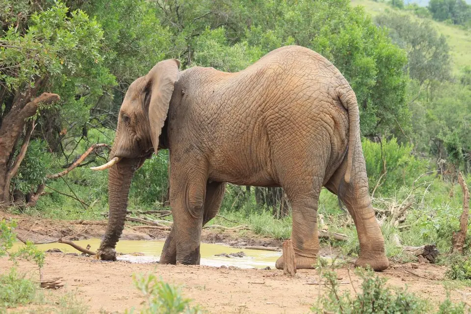 KZN27_(120).jpg