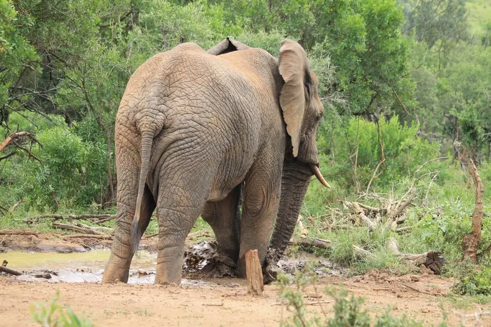 KZN27_(126).jpg