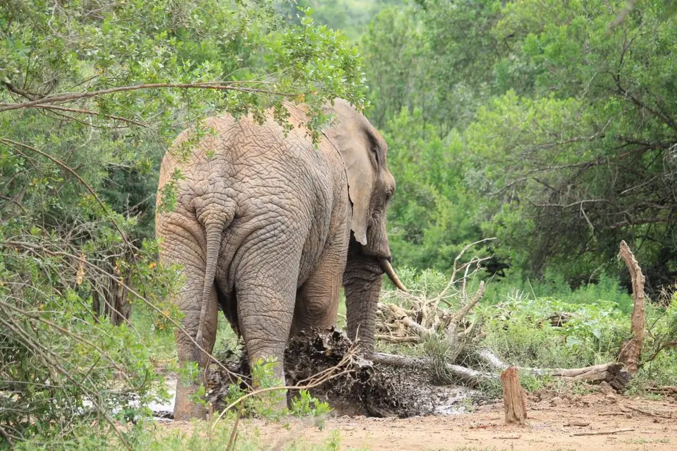 KZN27_(130).jpg
