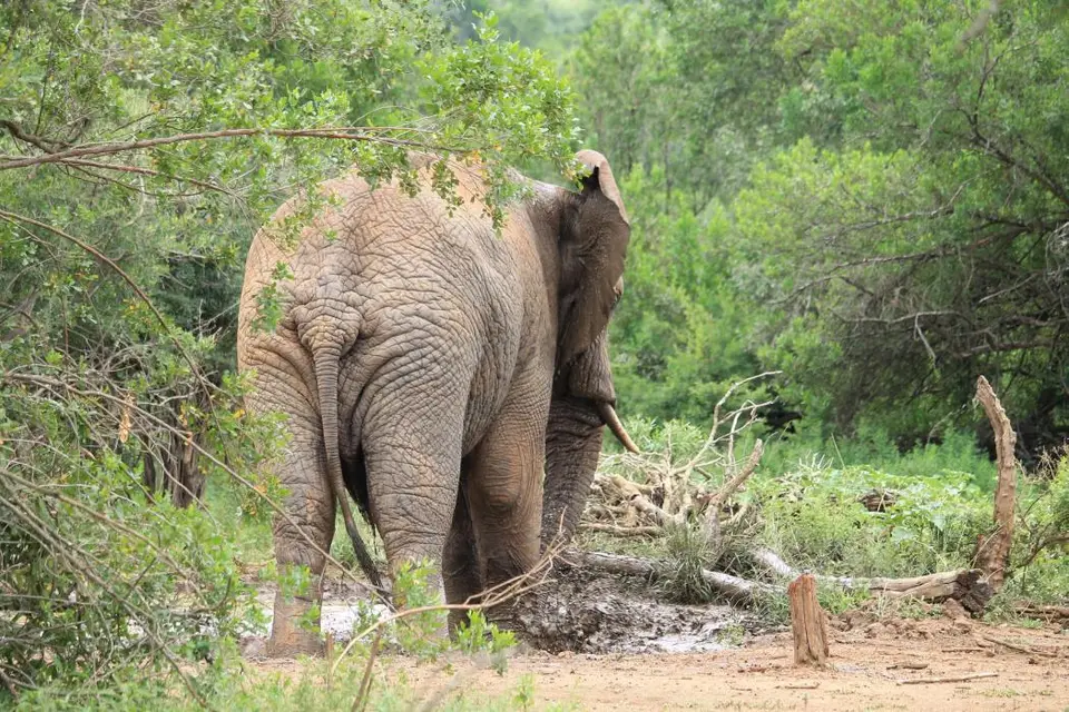 KZN27_(131).jpg