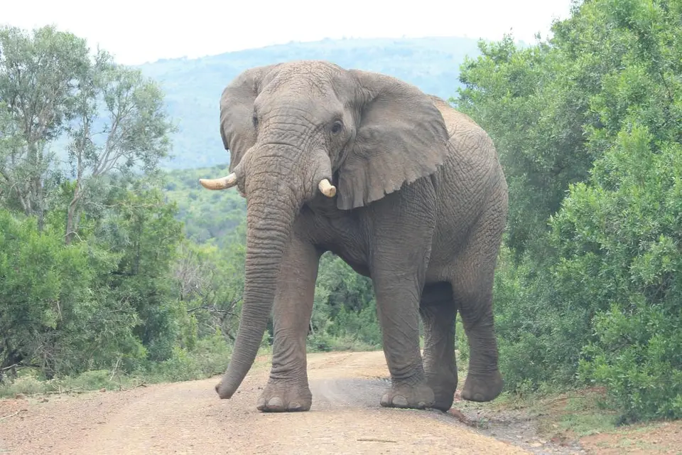 KZN27_(133).jpg