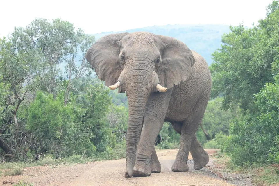 KZN27_(134).jpg