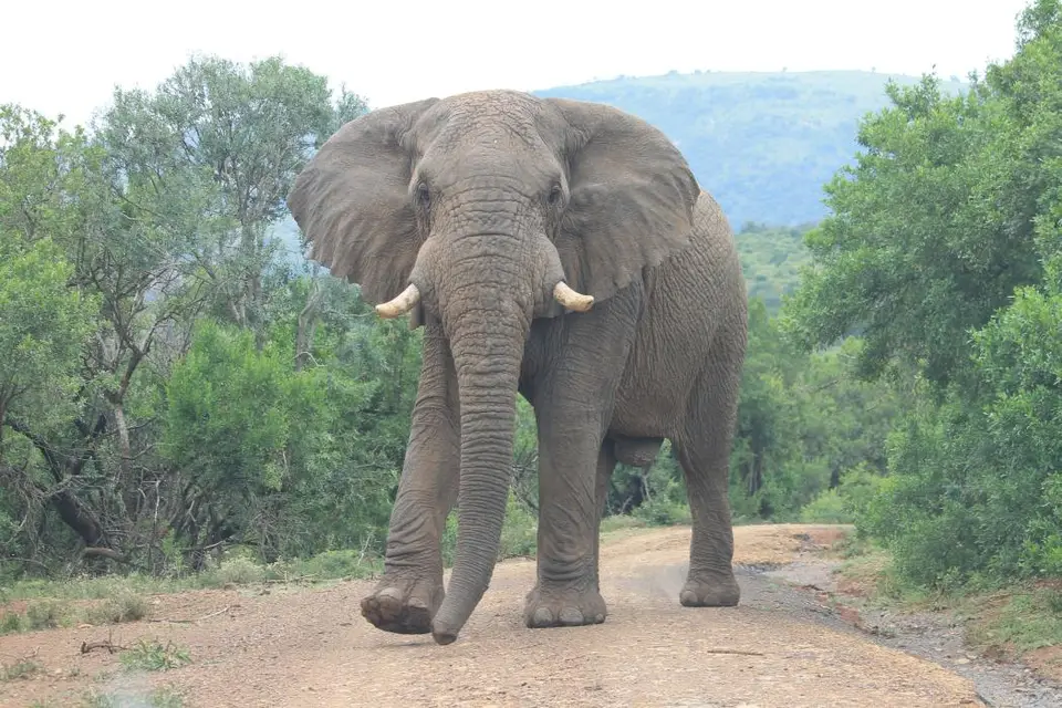 KZN27_(135).jpg