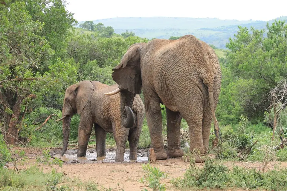 KZN27_(137).jpg